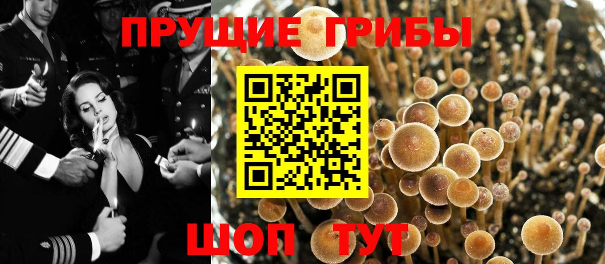Псилоцибиновые грибы мицелий  Вход с VPN  Курганинск  Псилоцибиновые грибы Psilocybe 